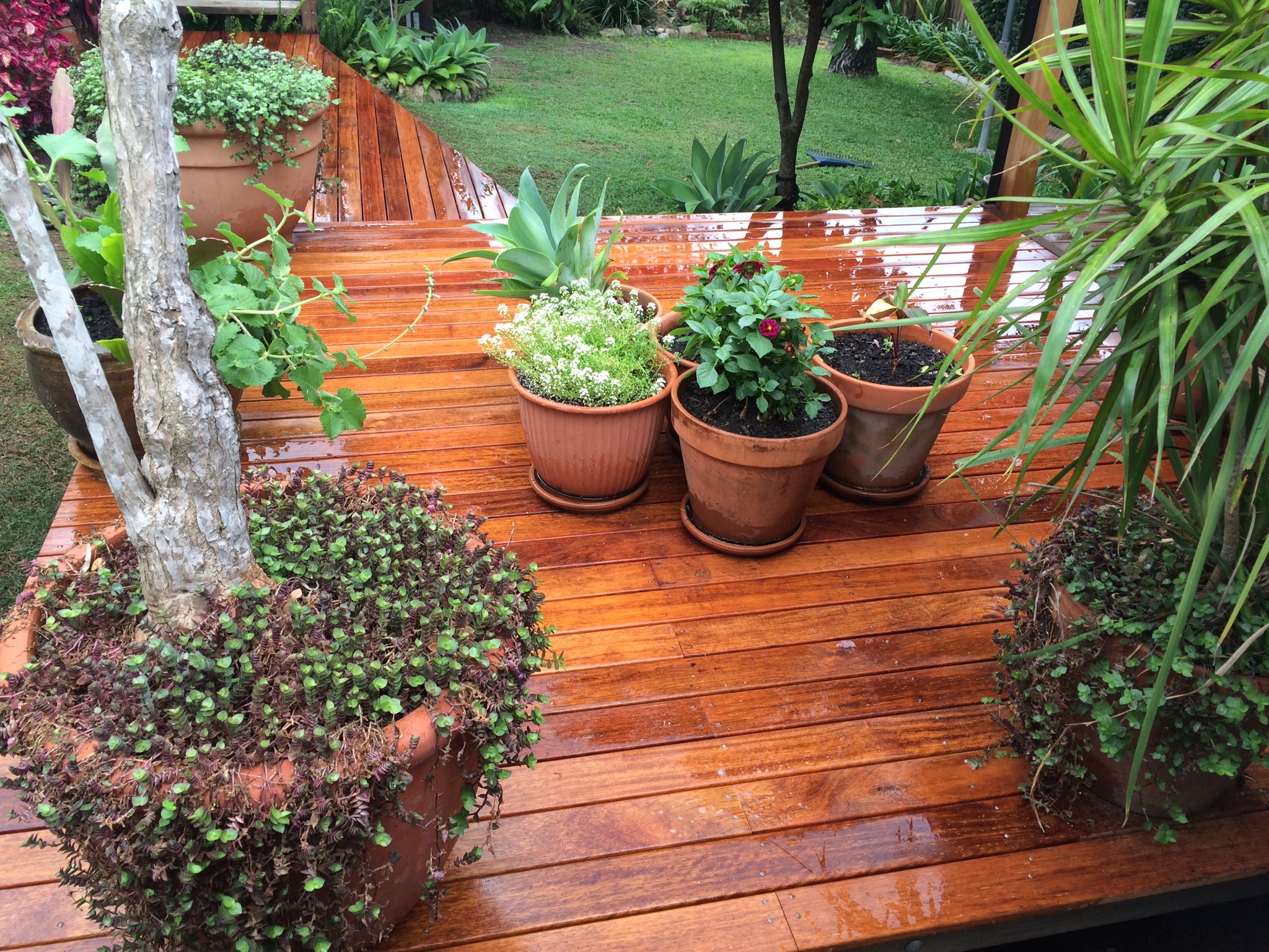 Spotted Gum decking