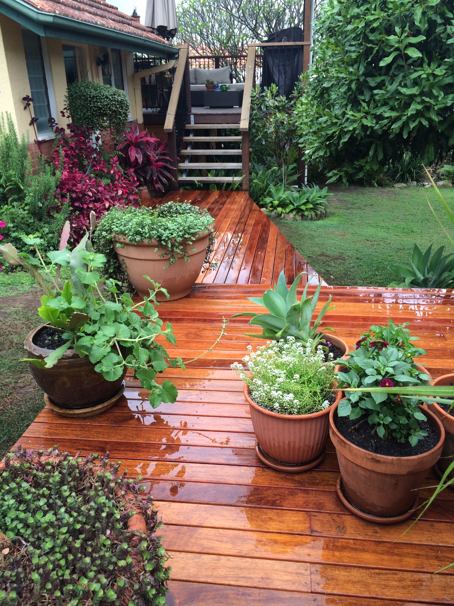 Spotted Gum decking